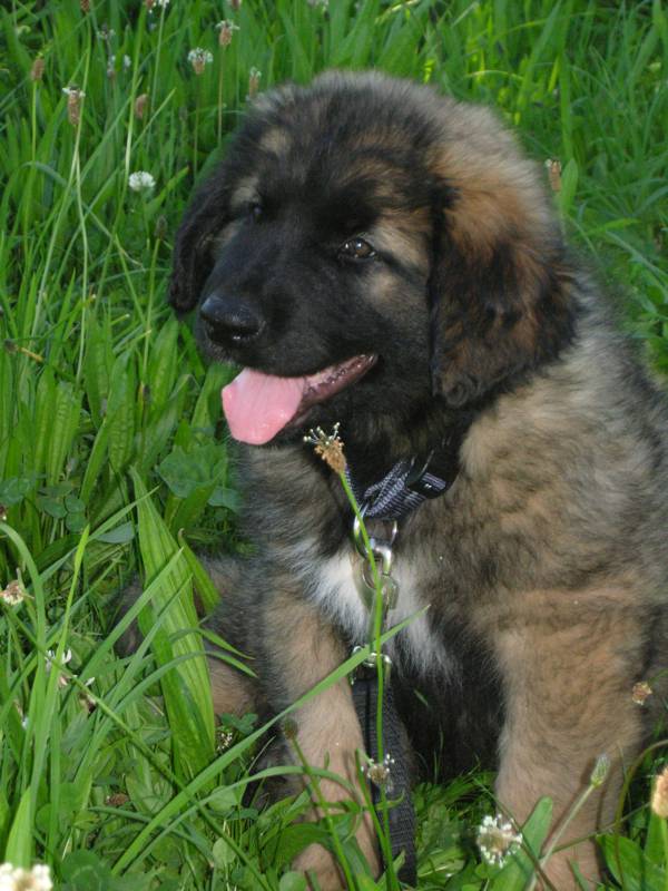 Balou 1. Tag Resizeded 12