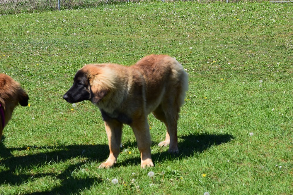 DSC 0747 Kopie